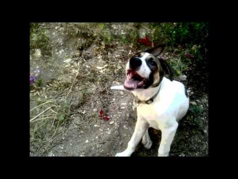 whete V for Vito happen