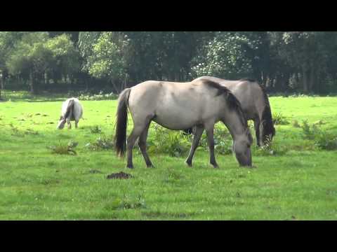 Wilde Pferde - Pferde in der Wildnis