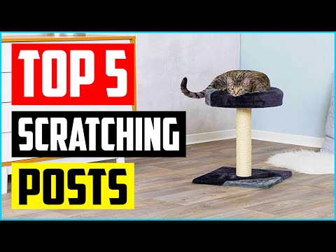 Top 5 Best Scratching Posts For Cats of 2021 Review