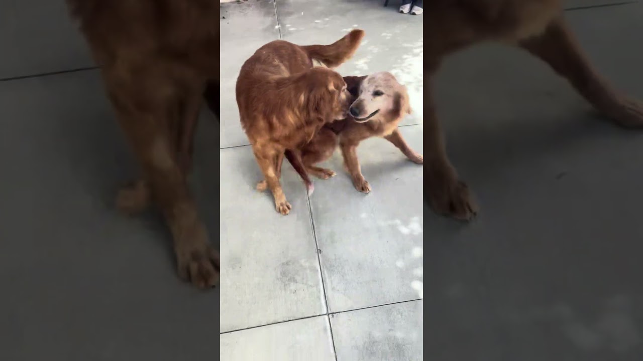 Enlarge Kershaw, an adopted Golden Retriever in Los Angeles, CA video 2/6