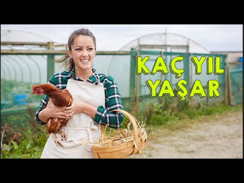 , title : 'Tavuklar Kaç Yıl Yaşar'