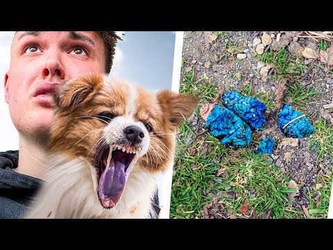 Flash frisst  Giftköder im Park... (Notfallklinik 🏥)