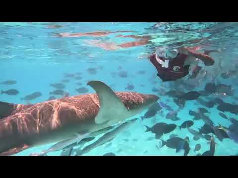 Fearless 9 Year Old boy Swims with Sharks & Stingrays in the Maldives