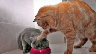 Disrespect Your Surroundings! (Compilation)