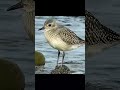 Golden plover on Vancouver Island.