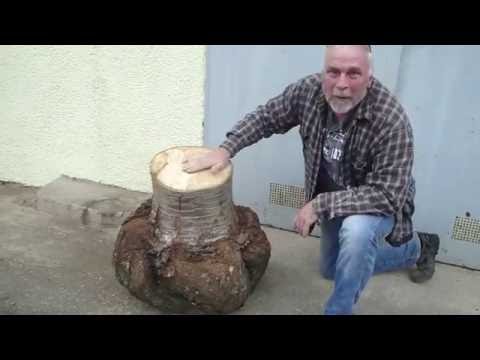 Aufsägen einer Maserknolle