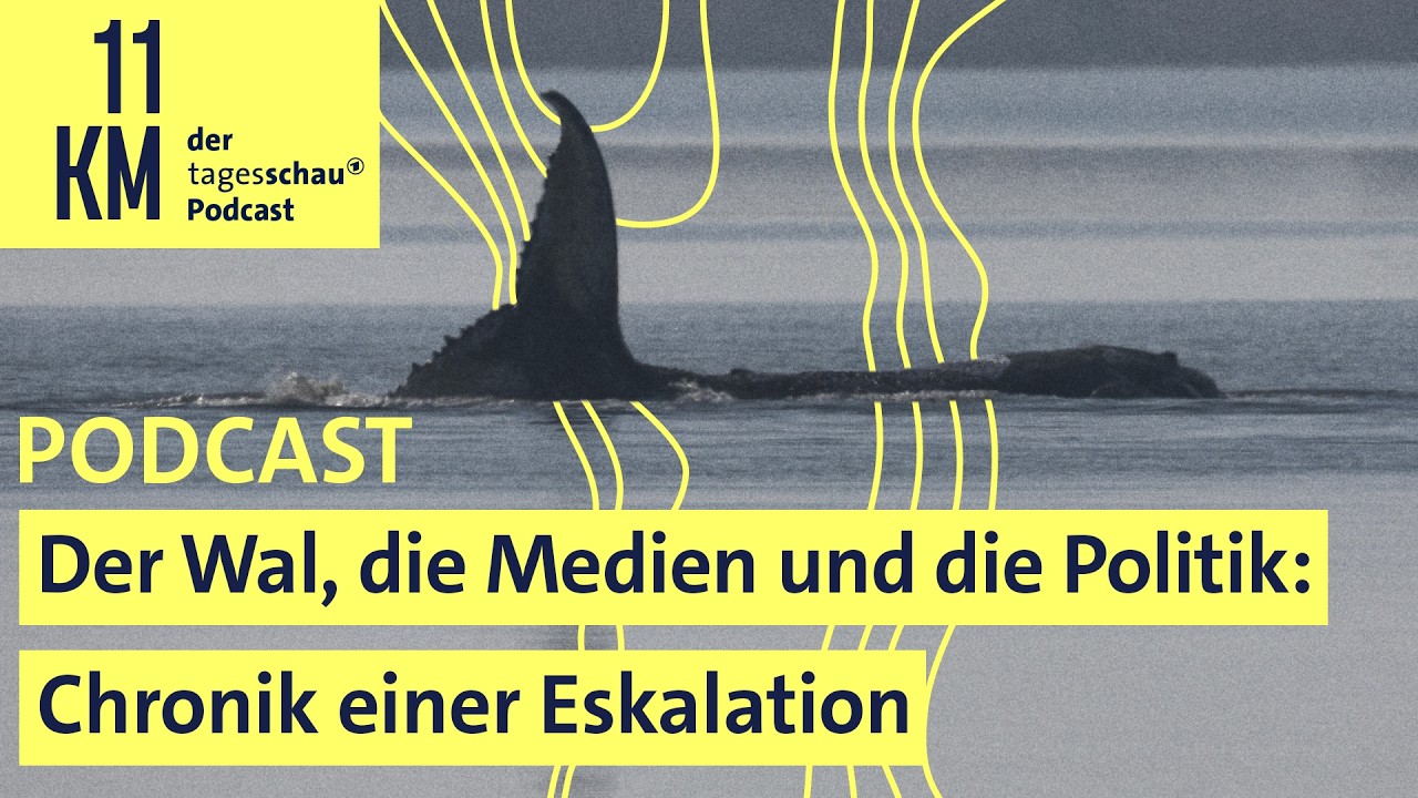 Der Wal, die Medien und die Politik: Chronik einer Eskalation I 11KM - der tagesschau-Podcast