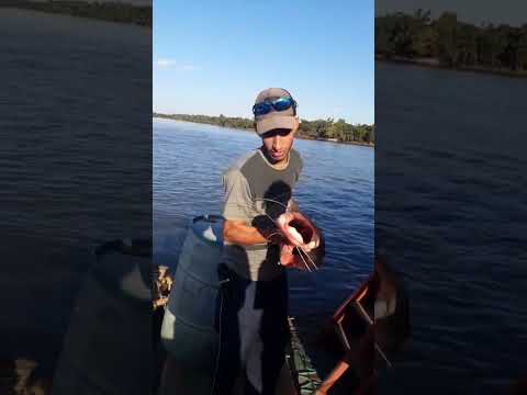 Caparari de 1,28 cm pego em Pimenteiras do Oeste Rondônia