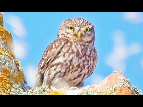 Kuvik obyčajný (Athene noctua) — teritoriálne volanie, Portugalsko