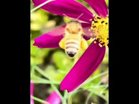 花のパターンが花粉媒介者にどのように役立つか