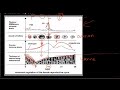 Grade 12 Life Sciences Human Reproduction Part 3