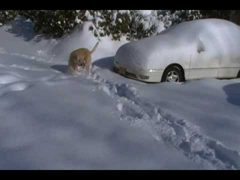New Jersey blizzard 2009