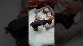 Miniature Pinscher Puppies Videos