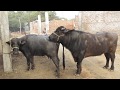 Murra Buffelo Meetings Full Hot