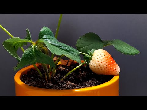 Strawberry time lapse 25 days #greentimelapse #gtl #timelapse