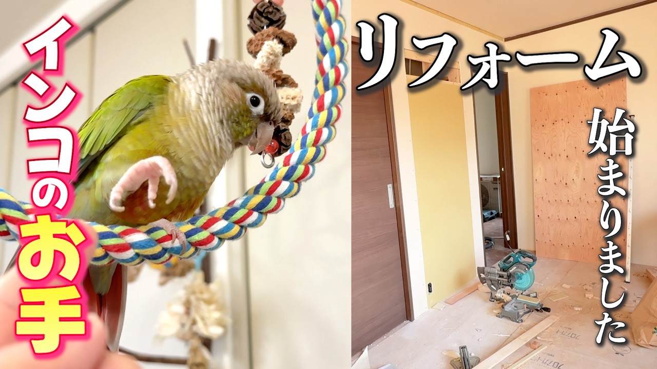 新居のリフォームが始まりました｜お手が可愛いインコ