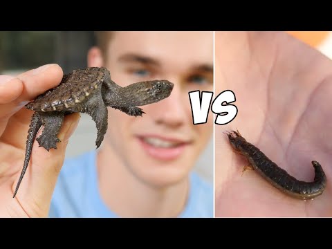 Baby Snapping Turtle vs Creepy Creature