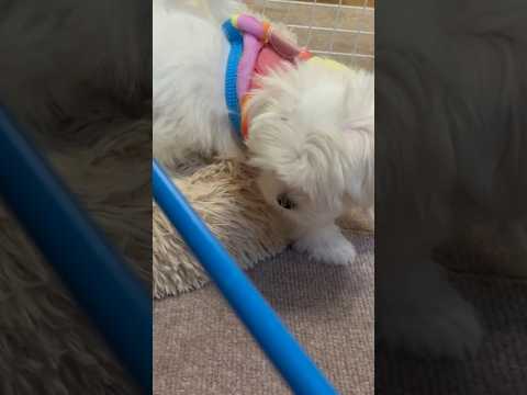 反狩猟訓練 – 犬の狩猟本能を制御する