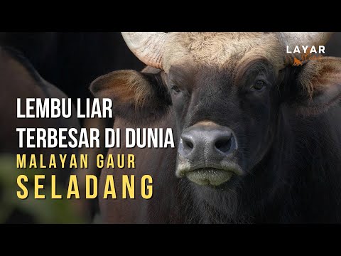 Seladang - Lembu Liar yang Gagah Perkasa