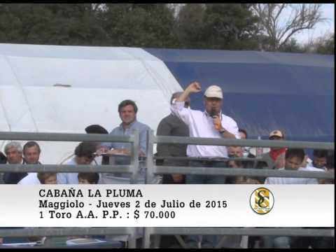 02-07-15 Venta de Toros P.P. - Cabaña La Pluma de Firpo - Maggiolo.
