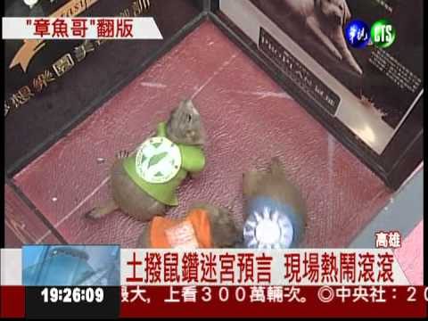 2012大選誰當家? 土撥鼠來預言