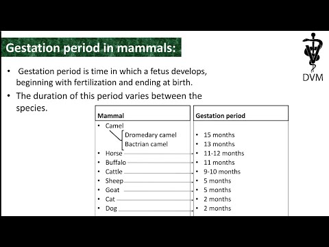 Gestation period of Animals | pregnancy period | Mammal gestation period | DVM |