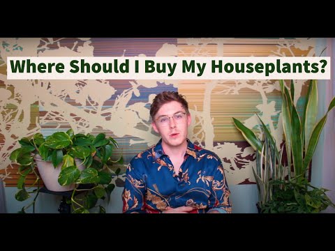 Where should I purchse my plant?