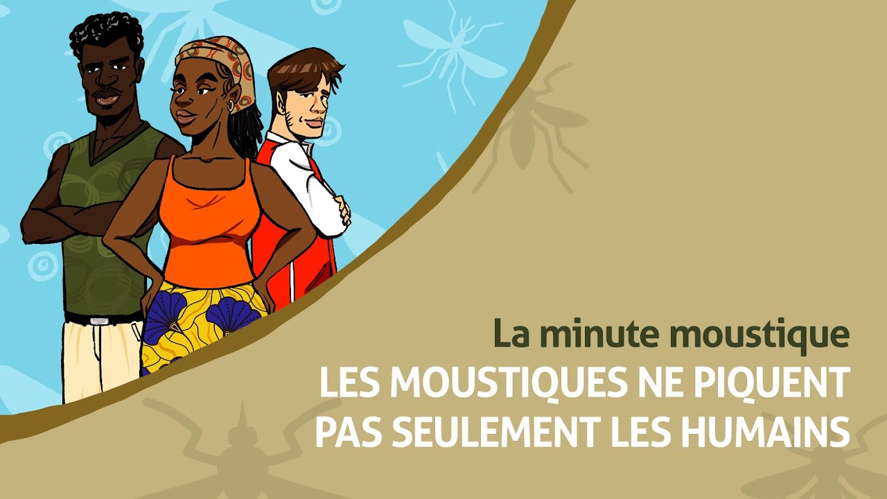 Les moustiques ne piquent pas seulement les humains | La Minute Moustique