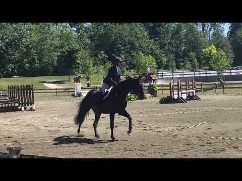 FF Clintaro - Baby Green Hunters at Thunderbird Show Park