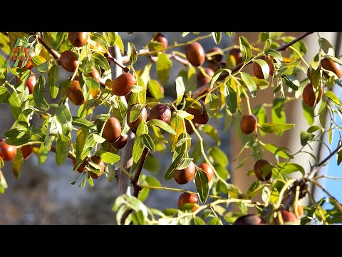BOJE ZEMLJE Žižule