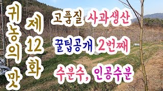 고품질사과생산 꿀팁공개 2번째!! 와 이런방법이!!!