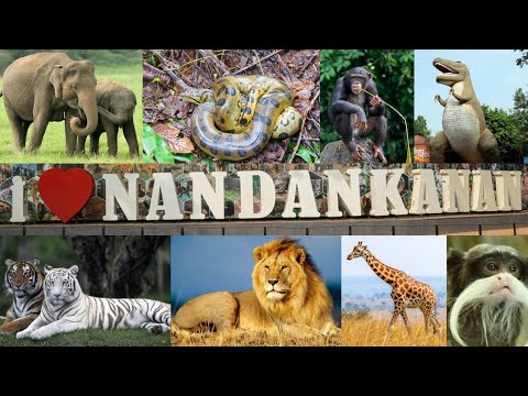 Nandankanan Zoological Park - 2nd Largest Zoo Of India 🇮🇳 | Bhubaneswar | Nandankanan Zoo Tour 2025