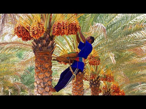 How Dates Palm Harvesting By Shaking Machine - Packing Dates Modern Agricultural Machinery