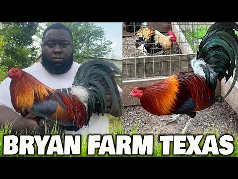 Ronnie Bryant Beautiful Birds Bryan Farm | Farm Visit