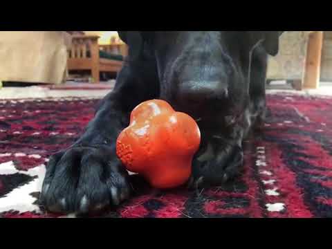 download lagu mp3 mp4 Crazy Bounce Dog Toy, download lagu Crazy Bounce Dog Toy gratis, unduh video klip Crazy Bounce Dog Toy