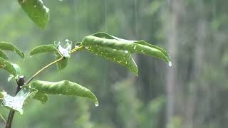Chuva Suave e Constante 🌧 Som Calmante para Relaxamento e Sono Reparador 🌧 ASMR