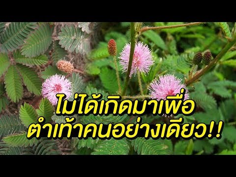 การรักษาที่ซับซ้อนของโรคสะเก็ดเงินของหนังศีรษะ โรคสะเก็ดเงินและการกีฬา