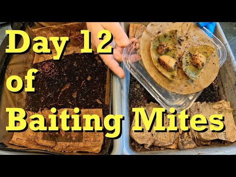 12th day of mite baiting & extraction in ANC systems - worm farm vermicomposting