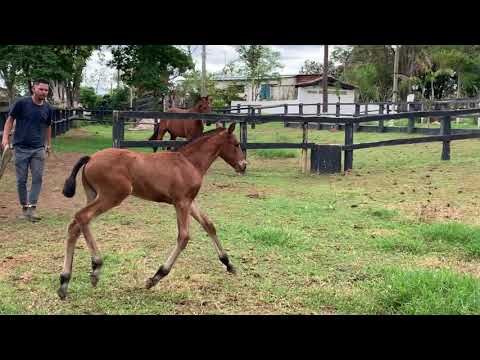 Sorte Aguilar by Leao Plus x Ohana Santana - Cavalos puro sangue Lusitanos - Coudelaria aguilar