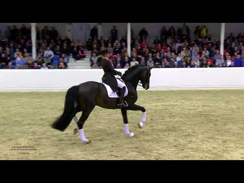 For Romance - Hengstvorführung Lodbergen 2018