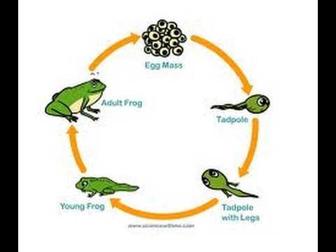 Frog Life Cycle Video for Kids -Science for Kids  by makemegenius.com