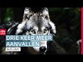 Wolfaanvallen verdrievoudigd & asielboot blijft | RTV Drenthe