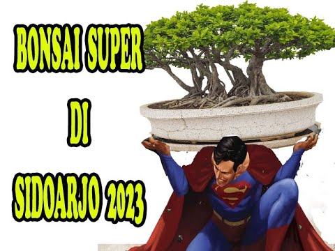BONSAI SUPER SIDOARJO (2023) #1