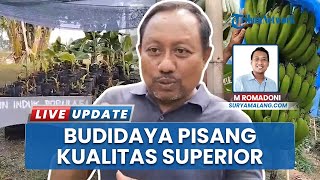 Pisang Premium Varietas Baru di Mojokerto, Moca Anjasmara Dikembangkan Warga Desa Jatidukuh
