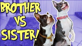 Boston Terriers BROTHER vs SISTER!