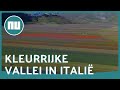 Italiaanse vallei barst van de kleuren door wilde bloemen | NU.nl
