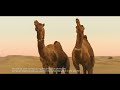 Bisleri Luxury Desert Camp 20 Sec Hindi SamajhdaarBisleriPeeteHain