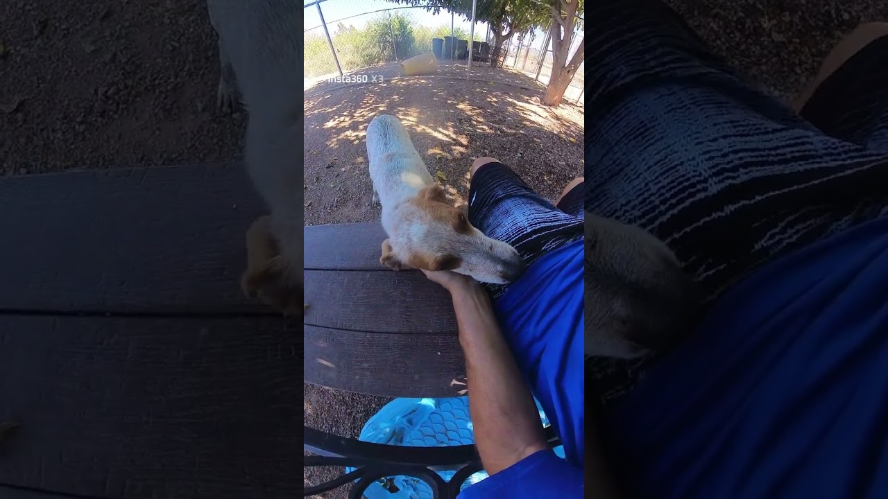 Enlarge Copper, a Adoptable Australian Cattle Dog / Blue Heeler in Tombstone, AZ video 5/6