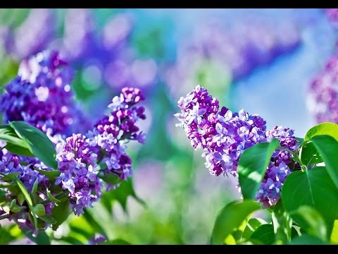 Peaceful Music, Relaxing Music, Instrumental Music, "In the Eve of Spring" by Tim Janis
