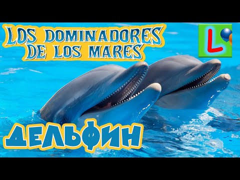 Игрушка Дельфин из коллекции LOS DOMINADORES DE LOS MARES как Деагостини